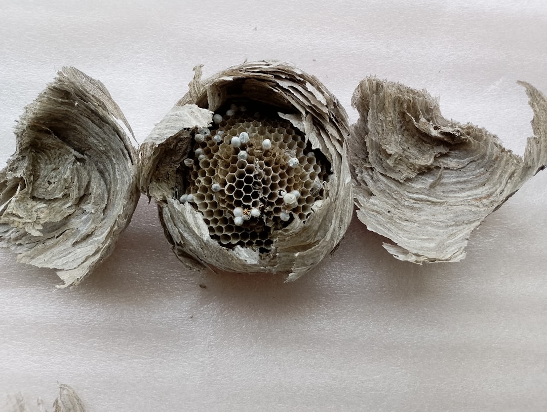 Honeycomb Paper vs Bubble Wrap
