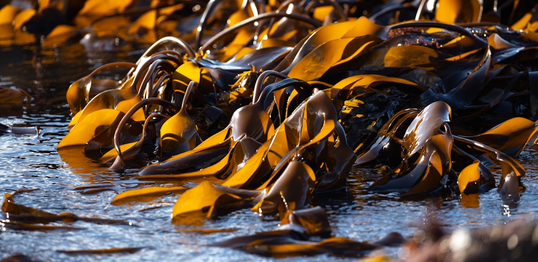 Seaweed-Based Packaging