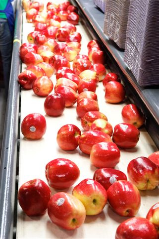 Packaging lead time reduction