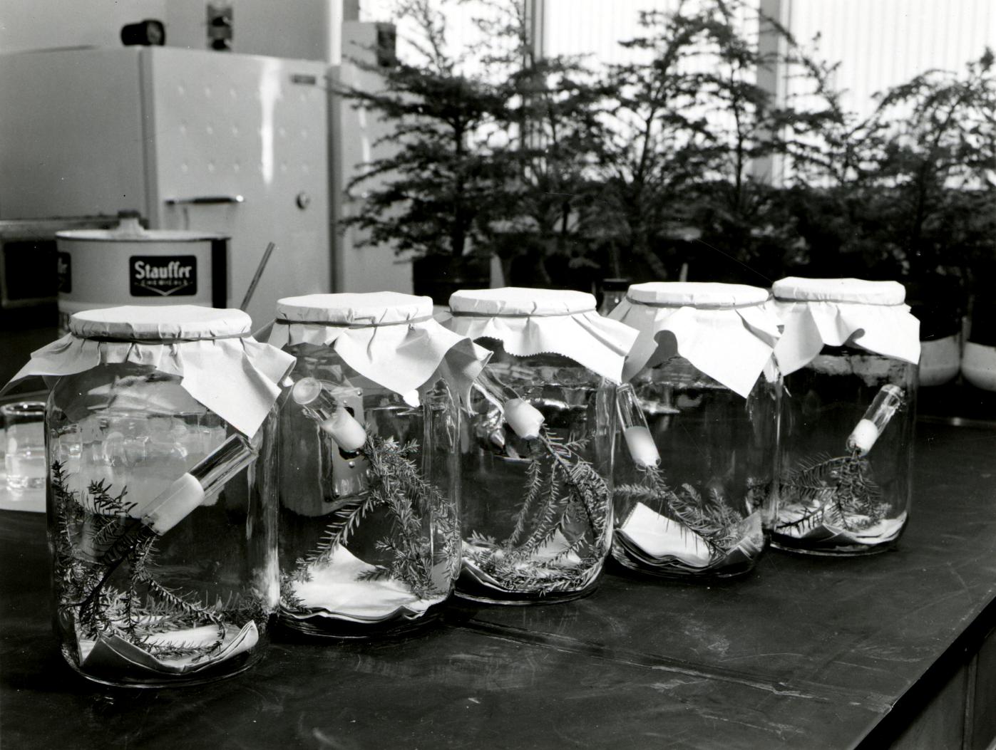 Type I, II, and III glass containers